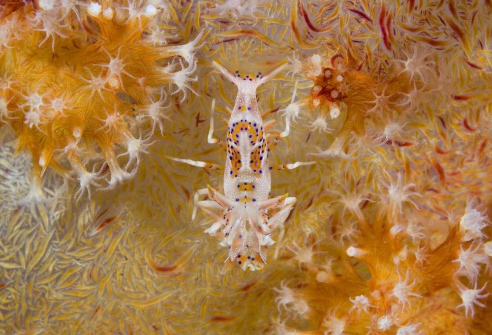 Indonesia Tiger shrimp and soft corals